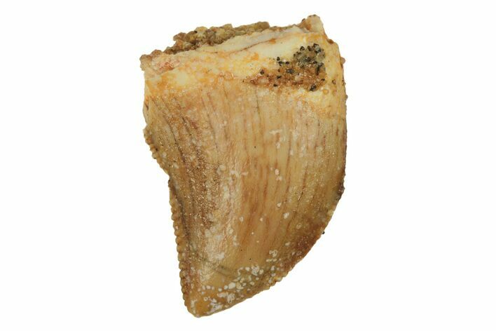 Serrated, Juvenile Carcharodontosaurus Tooth #228776